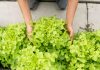 Planter des salades : comment réussir facilement ? planter des salades