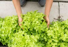 Planter des salades : comment réussir facilement ? planter des salades