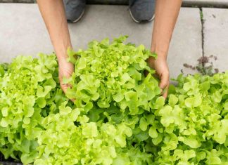 Planter des salades : comment réussir facilement ? planter des salades