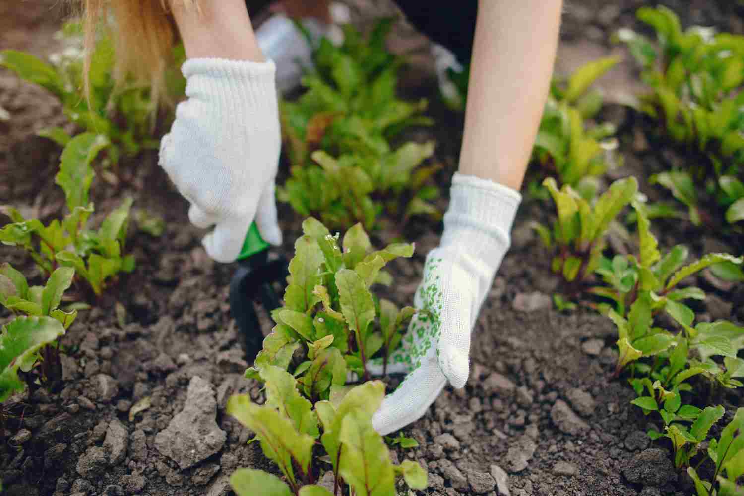 planter des salades