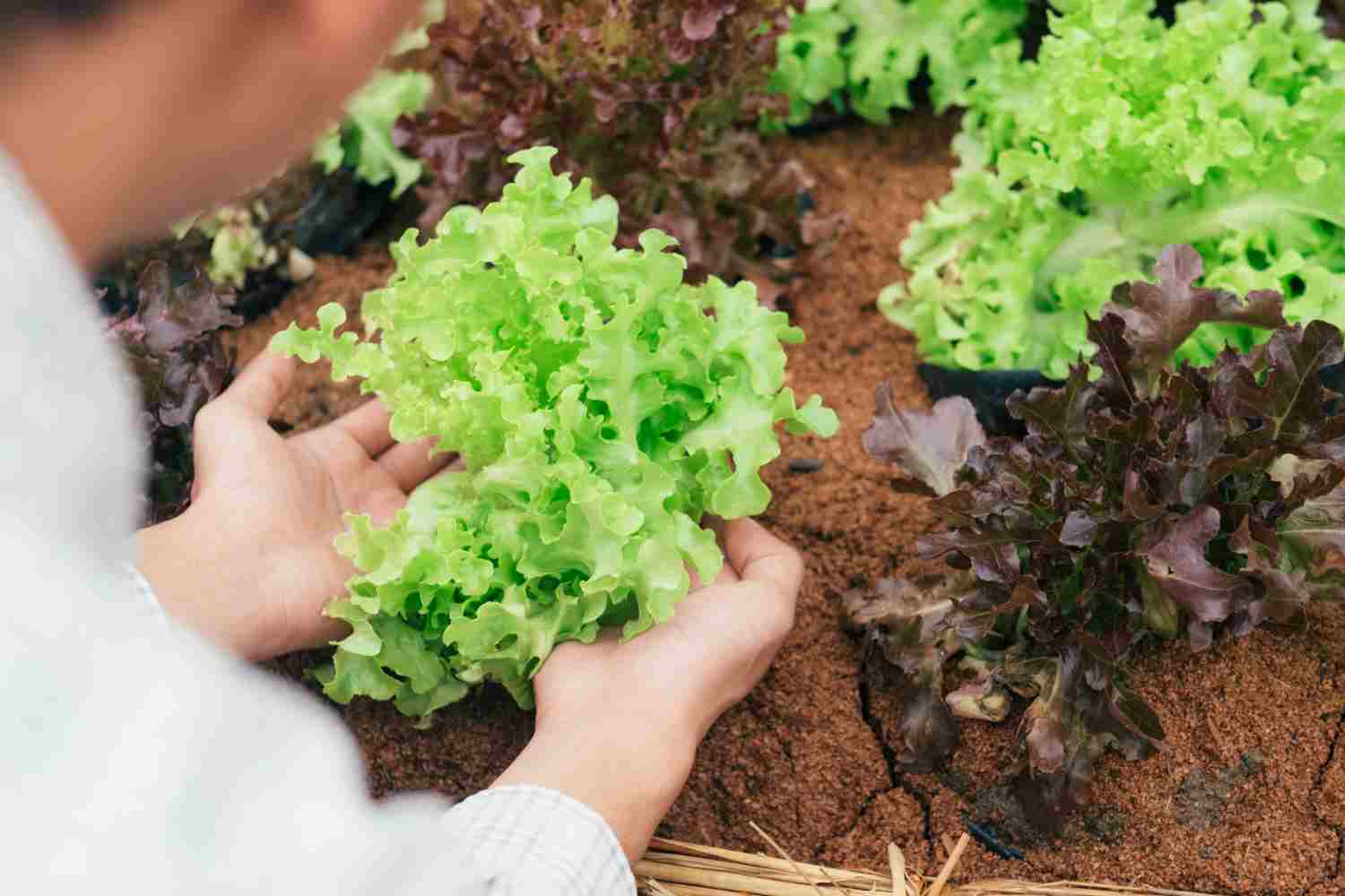 Planter des salades