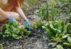 Planter des salades : combien de temps avant récolte ? Planter des salades